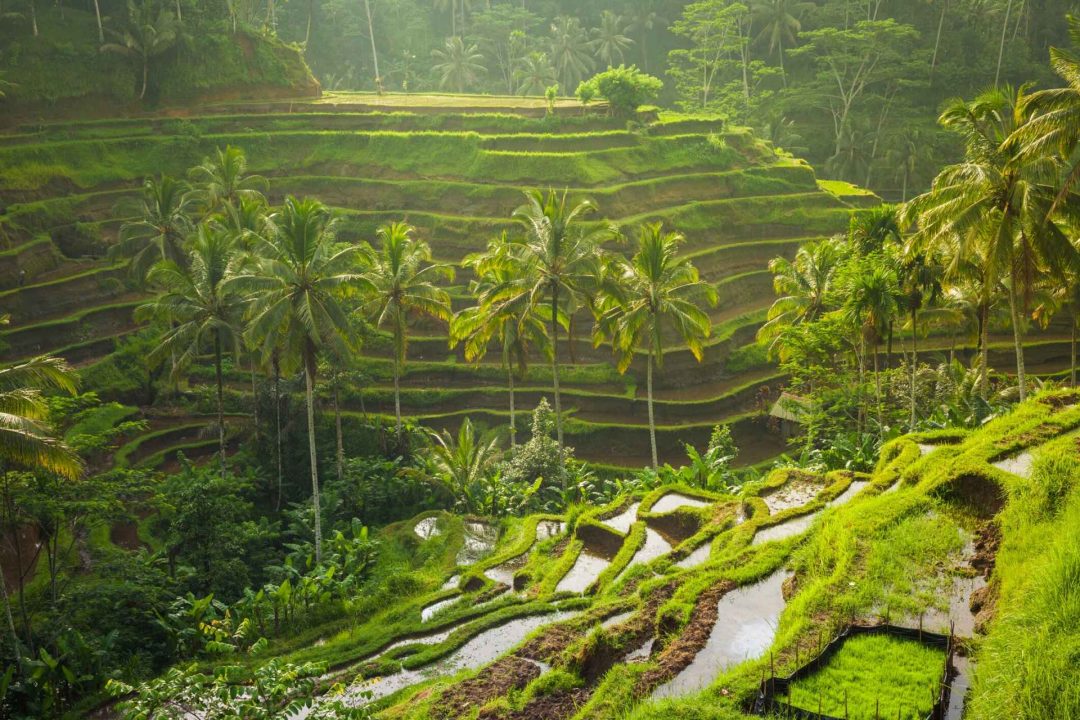 Bali Rice fields