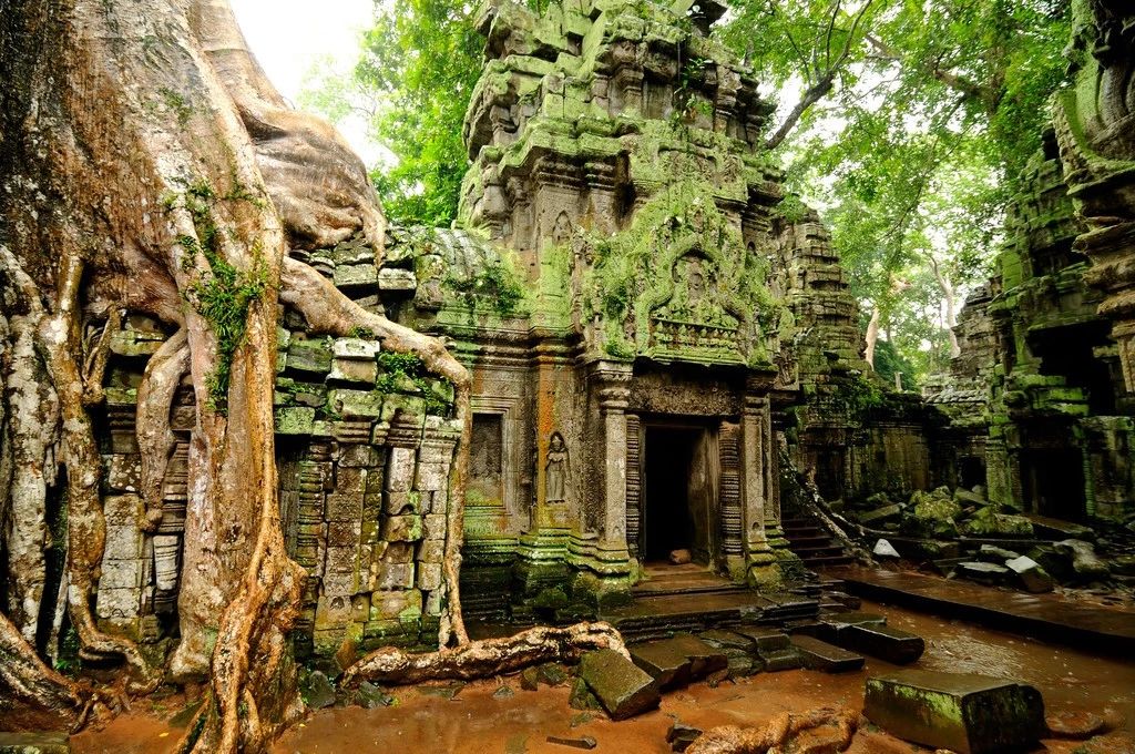 Angkor wat tree