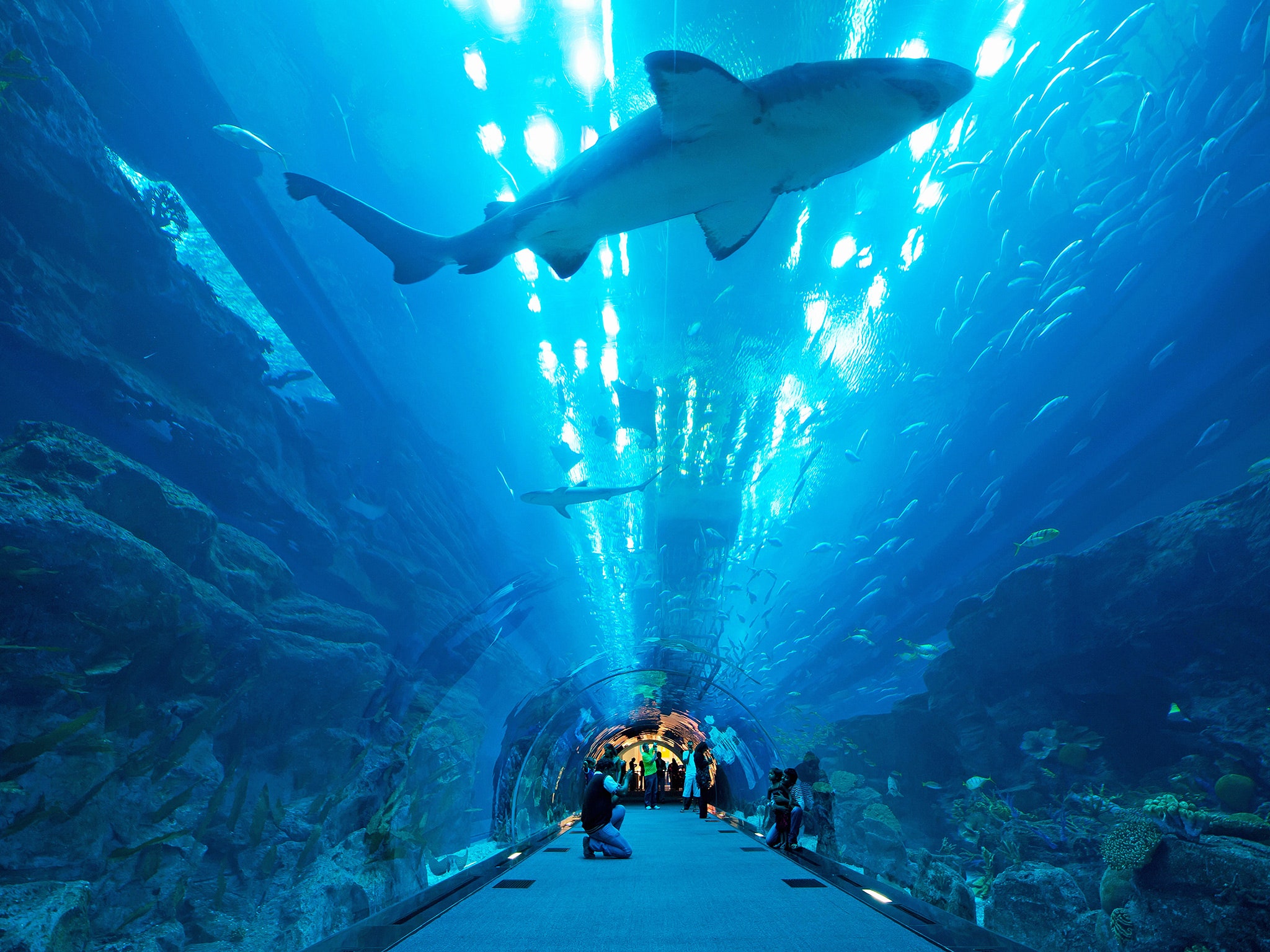 dubai aquarium shark tunnel cr alamy