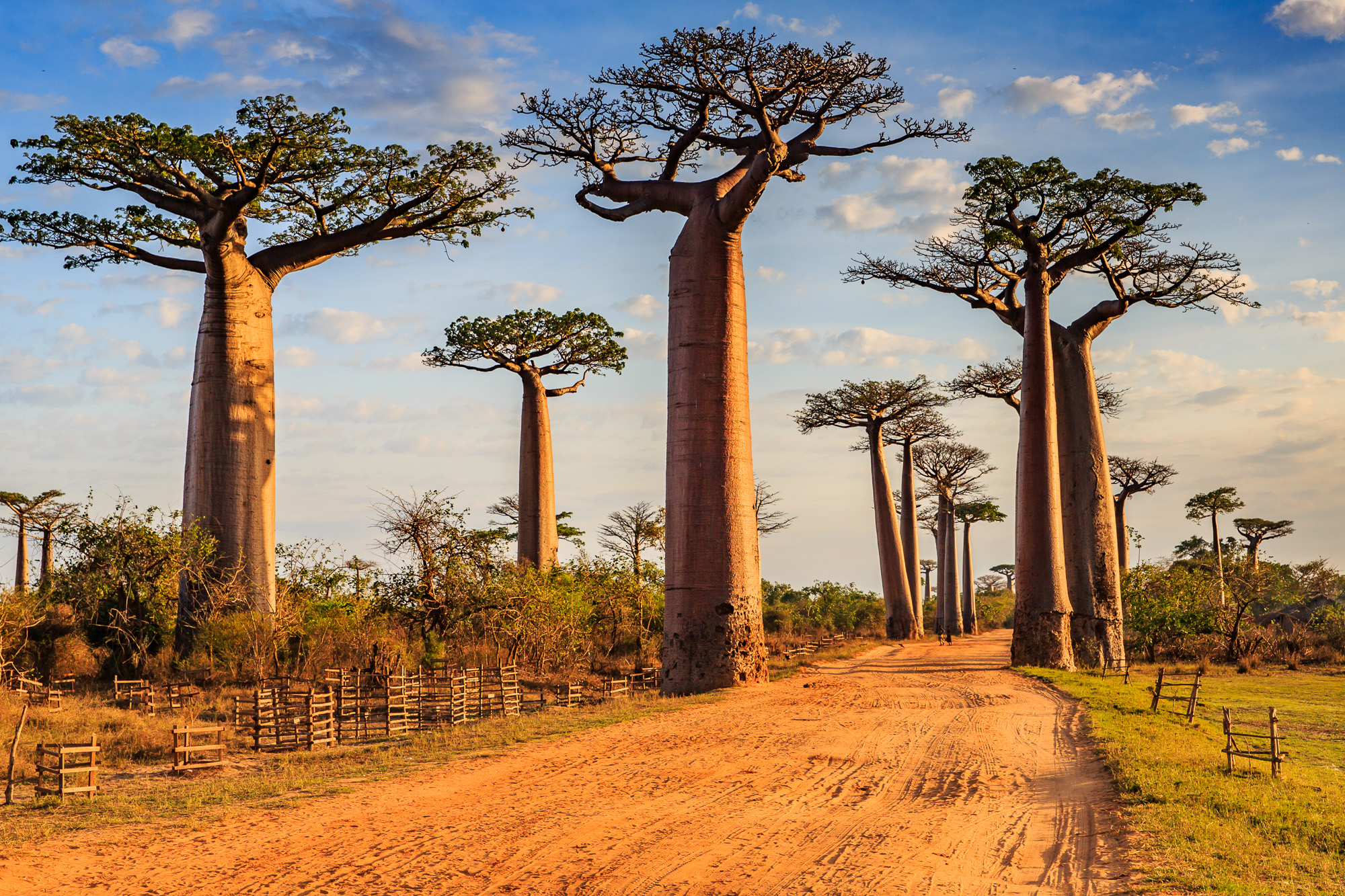 Baobabs in Madagascar